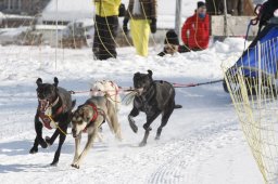 Lenk 2012 SM